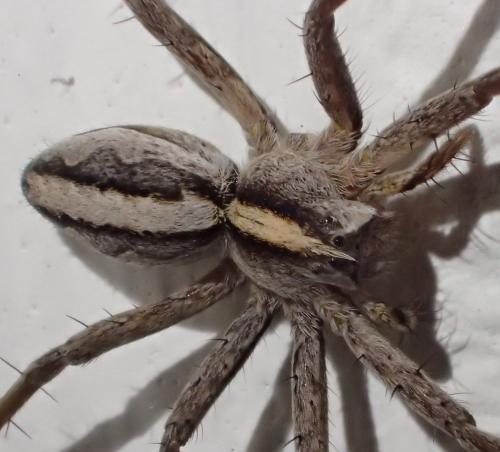 Pisaura mirabilis